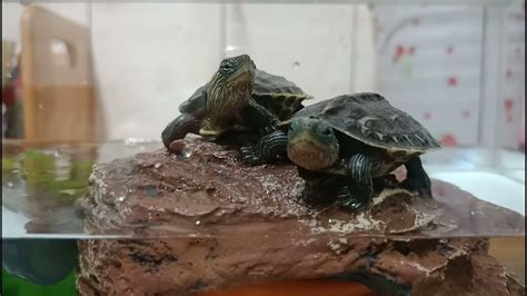 烏龜可以養兩隻嗎 連水養